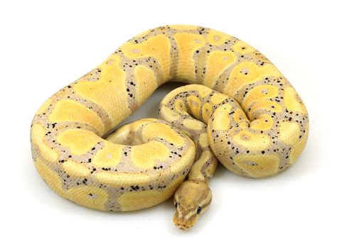 Normal Banana Ball Python