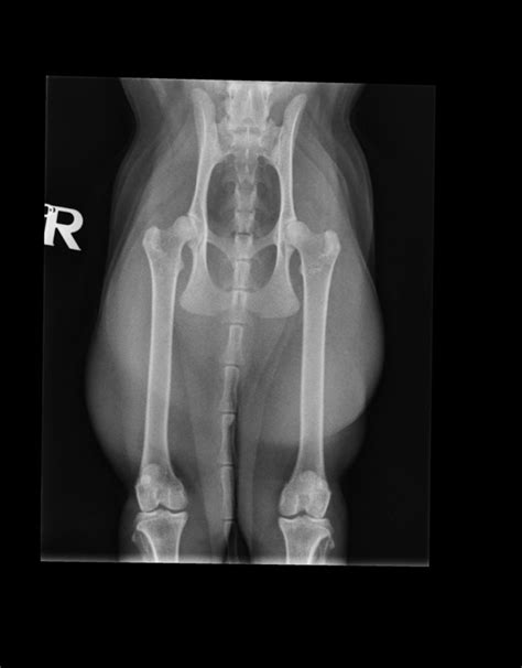 Normal Cat Hip Radiograph