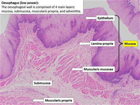 normal esophagus histology