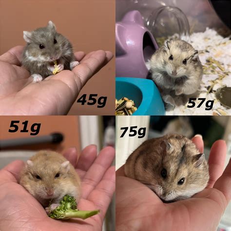 normal hamster weight