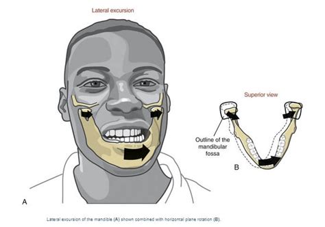 Normal Lateral Excursion Jaw