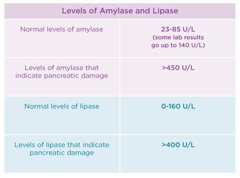 Understanding Normal Lipase Levels: What You Need to Know About This Crucial Digestive Enzyme