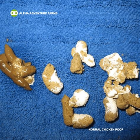 Normal Looking Chicken Poop