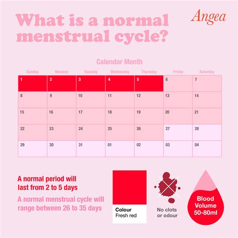 Normal Period Cycle 19 Days