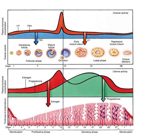 Normal Rem Cycle Length