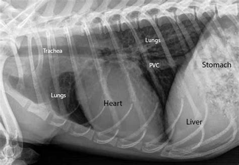 Normal Small Dog Chest X Ray
