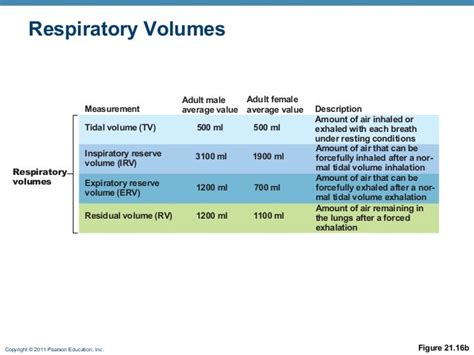 normal tidal volume in adults in ml