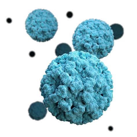 norovirus gif