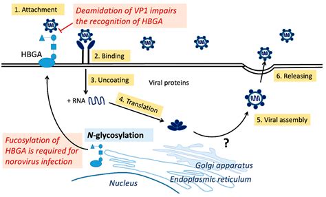 norovirus transmission biological rank