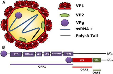 norovirus vp1 protein classification