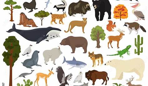 Flat north america flora and fauna elements Vector Image