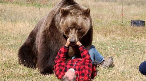 north american bear attacks