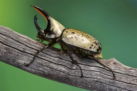north american hercules beetle