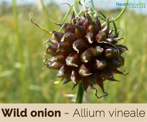 north american wild onion