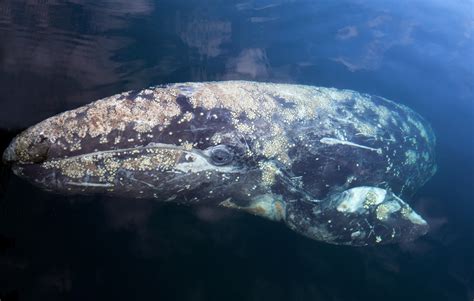 north atlantic gray whale