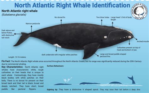 north atlantic right whale anatomy