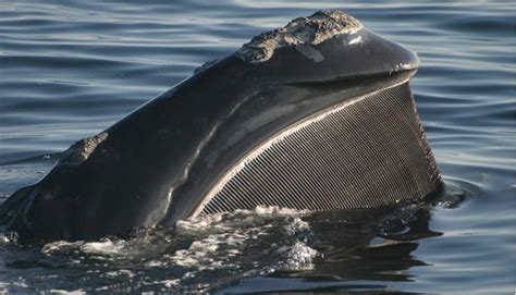 north atlantic right whale baleen