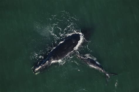 north atlantic right whale calving season