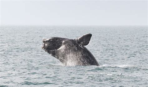north atlantic right whale catalog