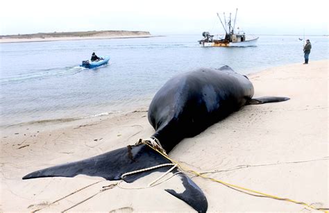 north atlantic right whale death