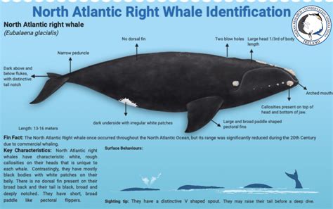 north atlantic right whale diet