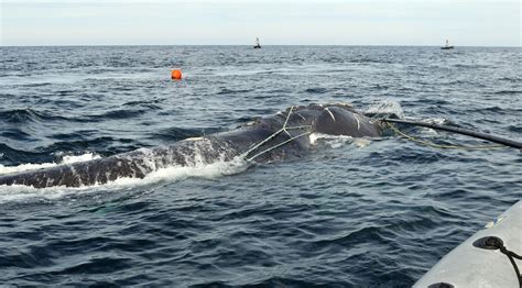 north atlantic right whale entanglement