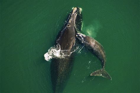 north atlantic right whale feeding