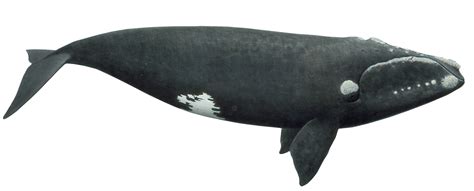 north atlantic right whale png