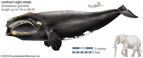 north atlantic right whale size
