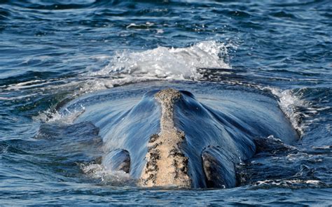 north atlantic right whales balls