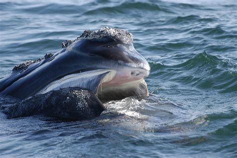 north atlantic whale species