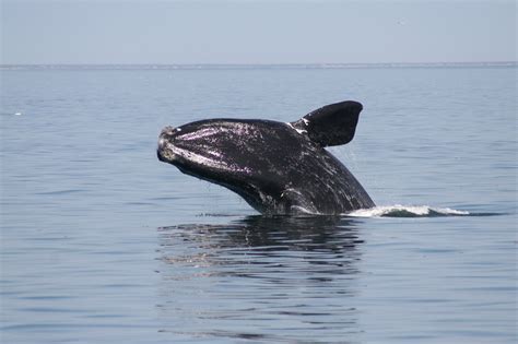 north atlantic white whale