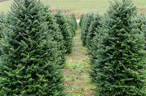 North Carolina Christmas Trees Near Me