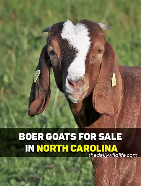 north carolina dairy goats for sale