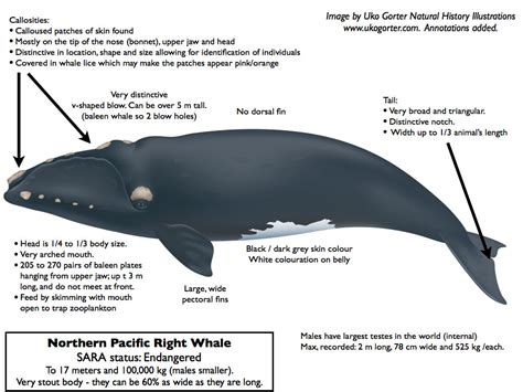 north pacific right whale adaptations