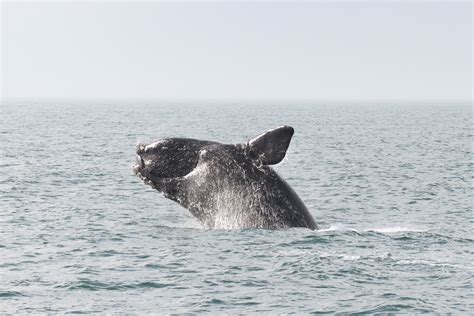 north pacific right whale animal