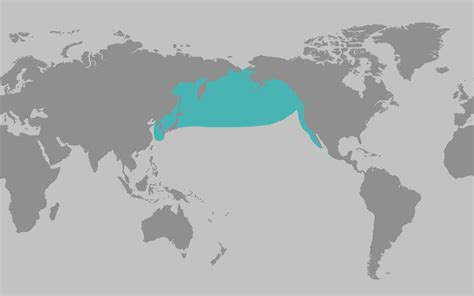 north pacific right whale map