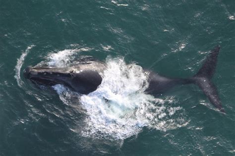 north pacific right whale mass