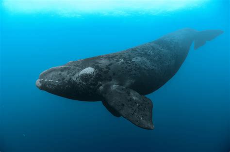 north pacific right whale predators