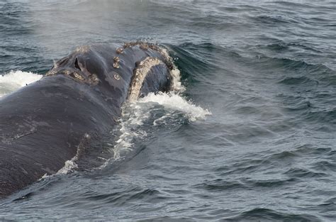 north pacific right whale sightings