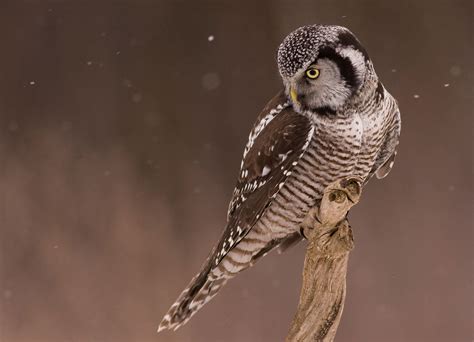 northern hawk owl google