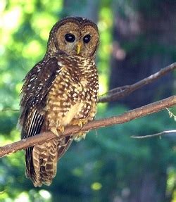 northern spotted owl cdfw