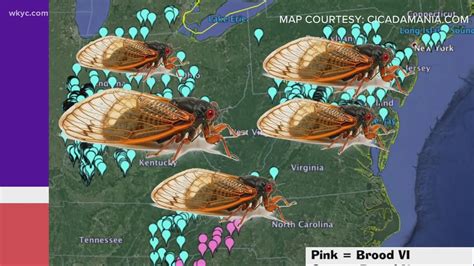 northern virginia cicadas 2024