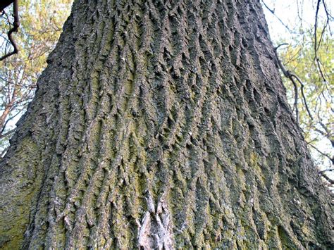 norway maple bark picture