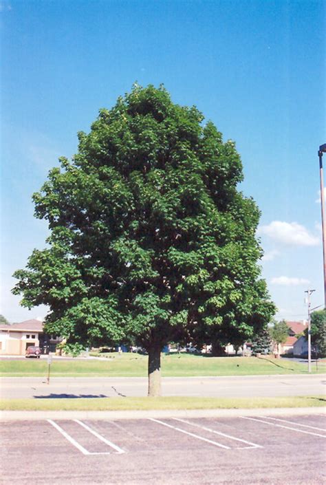 norway maple growth rate