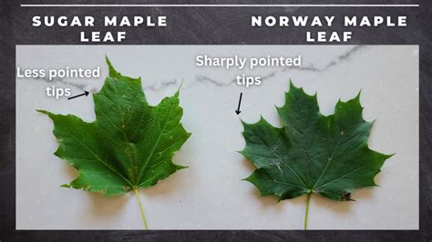 norway maple leaves vs sugar maple leaves