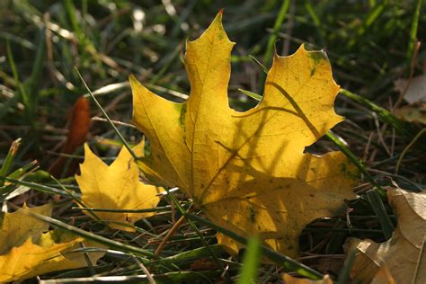 norway maple native range