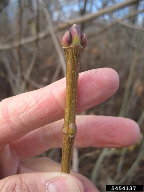 norway maple tree bud