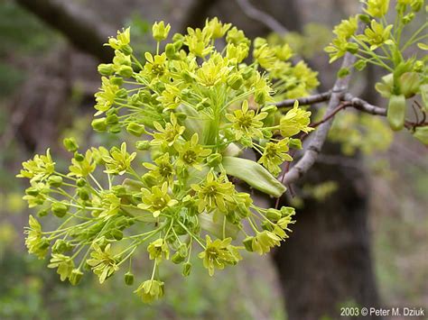 norway maple tree flower pictures