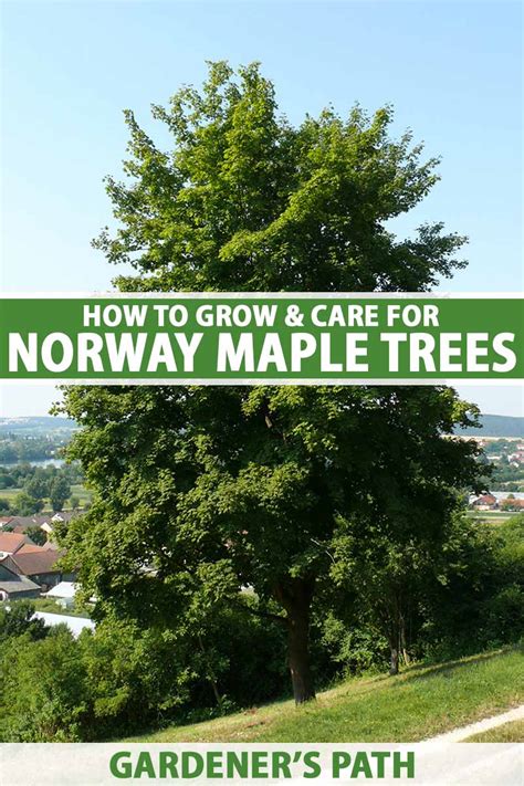 norway maple tree growth rate